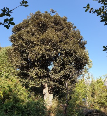 quercus-baloot-5.jpg